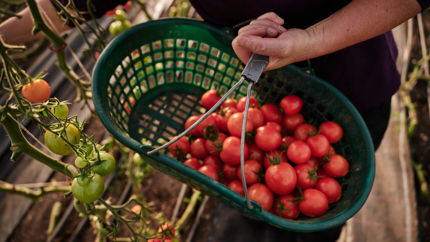 Person hält Korb mit frisch geernteten roten Tomaten neben Tomatenpflanzen mit grünen Früchten.